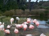 [Photo of flamingos]