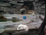[Photo of polar bear]