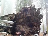 [Photo of the Fallen Tunnel Tree]