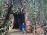 [Photo of the California Tunnel Tree]