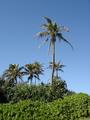 [Photo of Kīlauea Point coconut trees]