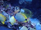 [Photo of butterflyfish]
