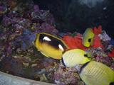 [Photo of butterflyfish]