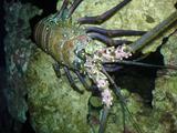[Photo of a spiny lobster]