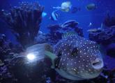 [Photo of a spotted pufferfish]