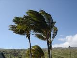 [Photo of palm trees struggling against strong winds]