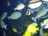 [Photo of tropical fish]