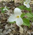[Photo of white trilliums on the trail to Hilton Falls]