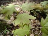 [Photo of a young maple tree in the forest around Hilton Falls]