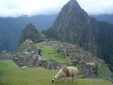[Photo of llama at Machu Picchu]