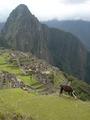 [Photo of llama at Machu Picchu]