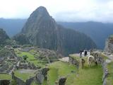 [Photo of llamas at Machu Picchu]