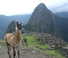 [Photo of young llama at Machu Picchu]