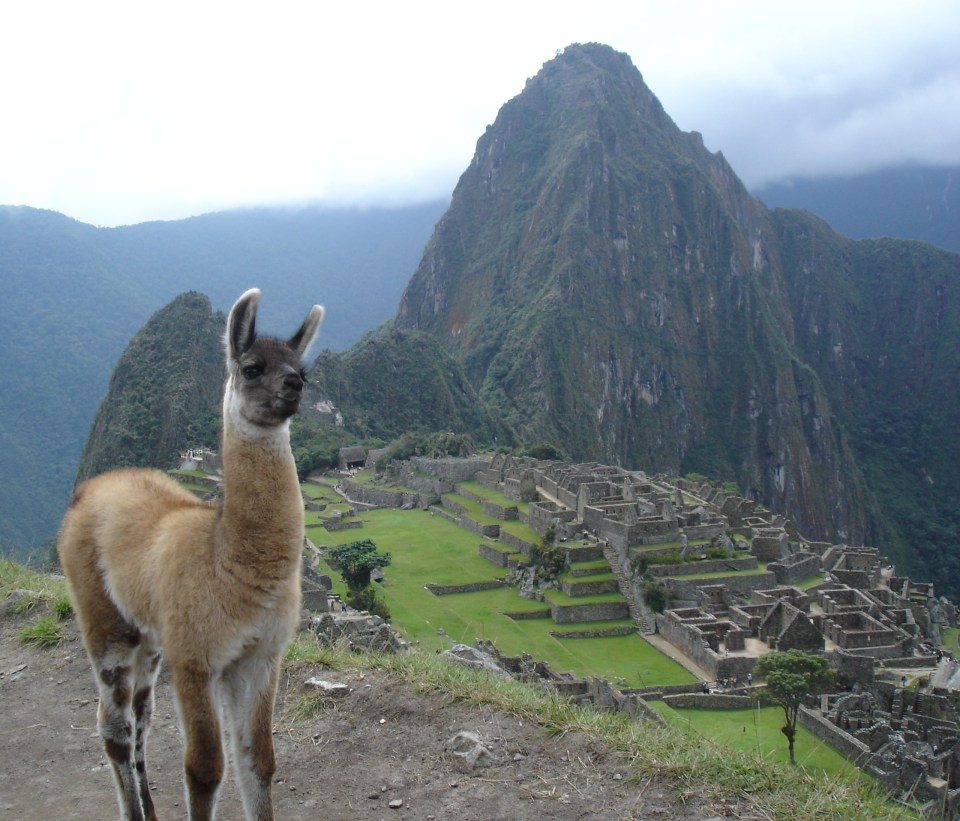 Peru Llama