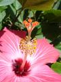 [Photo of a flower at Hotel Paracas]
