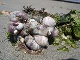[Photo of shells at Hotel Paracas]