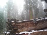 [Photo of the Fallen Tunnel Tree]