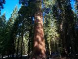 [Photo of Mariposa Grove]