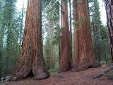 [Photo of Mariposa Grove]