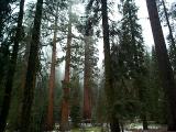 [Photo of Mariposa Grove]