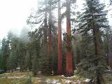 [Photo of Mariposa Grove]