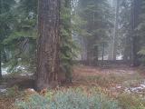 [Photo of deer in Mariposa Grove]