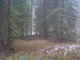 [Photo of deer in Mariposa Grove]