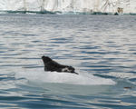 [Photo of seal]