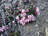 [Photo of vaccinium vitis-idaea]