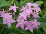 [Photo of a flower at Nani Mau]