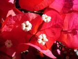 [Photo of flowers]