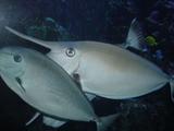 [Photo of whitemargin unicornfish]