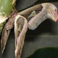[Atlas moth]