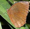 [Butterfly on a leaf]