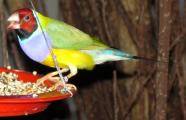 [Green, blue, and yellow finch]