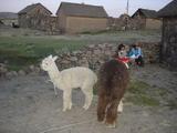 [Photo of alpaca]