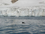 [Photo of seal and glacier]