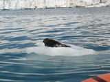 [Photo of seal]