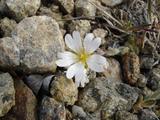 [Photo of cerastium alpinum (alpine mouse-ears)]