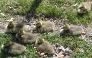 [Photo of young Canada geese in Victoria Park]
