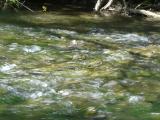 [Photo of Logie's Creek near Tews Falls]